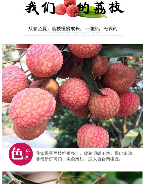 荔枝新鮮上市 應季孕媽首選，果園直供非妃子笑，廣東現摘批發包郵攻略